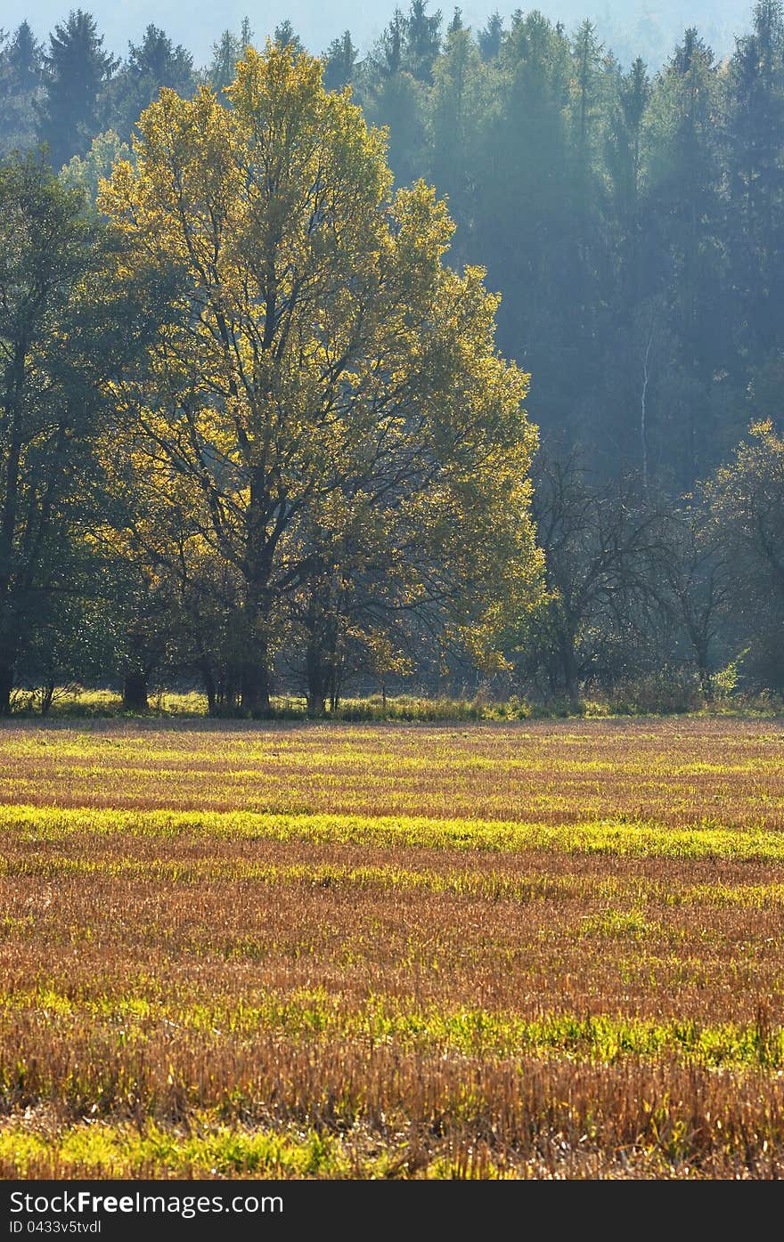 Autumn in the field of nature. Autumn in the field of nature