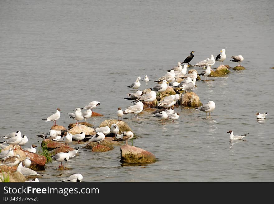 Seagulls on rocks in the water