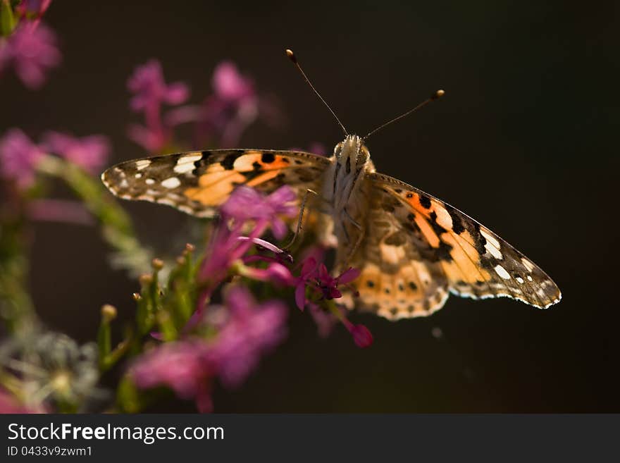 Vanessa cardui