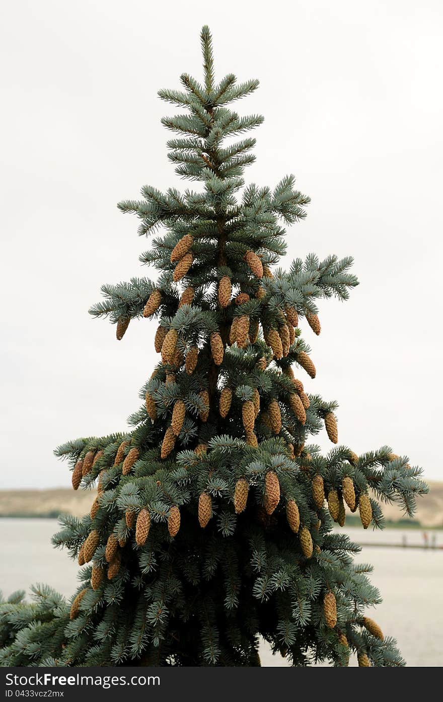 Silver fir with cones