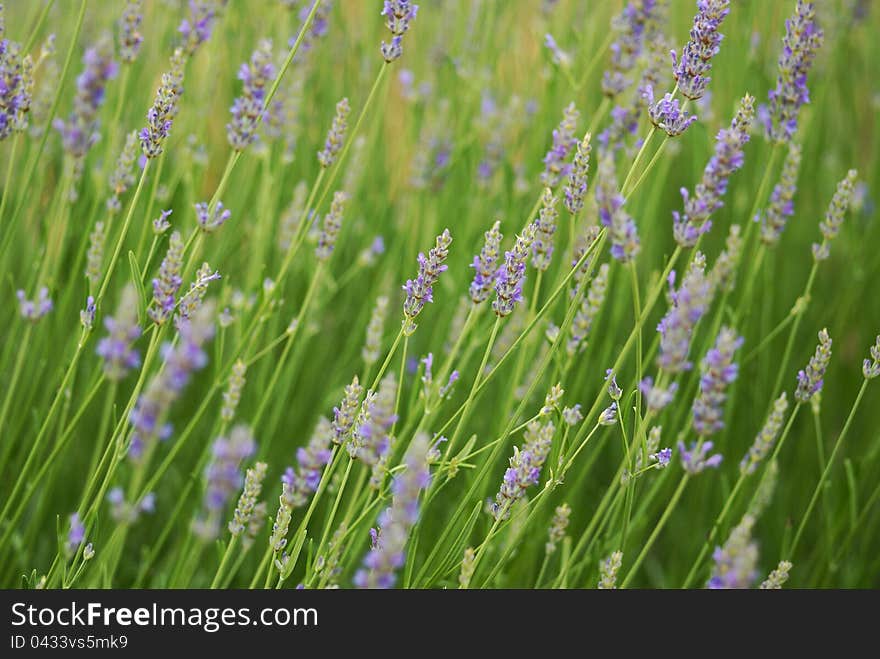 Blue flowers in the field levavdule. Blue flowers in the field levavdule