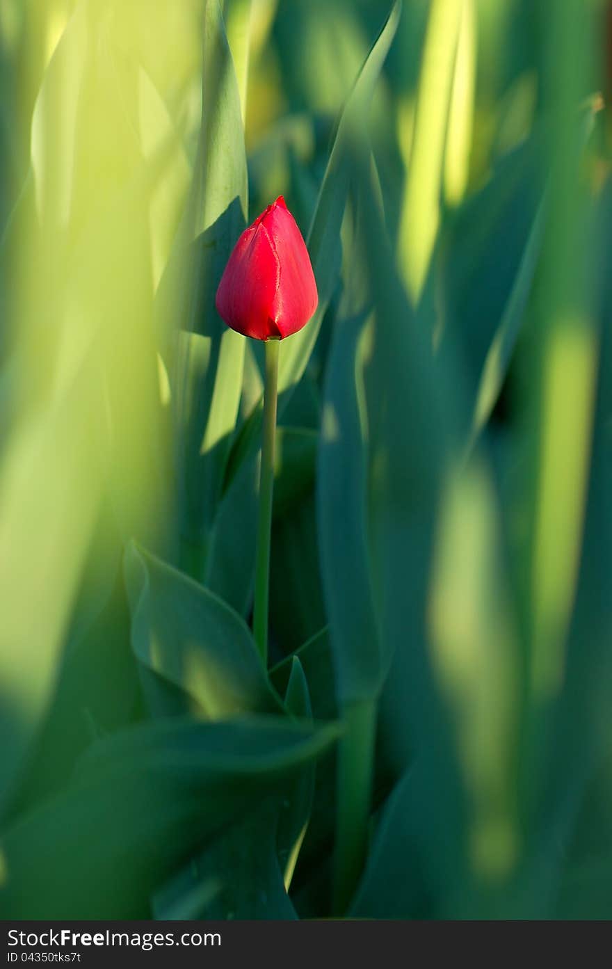 One red tulip flower, surrounded by green leaves