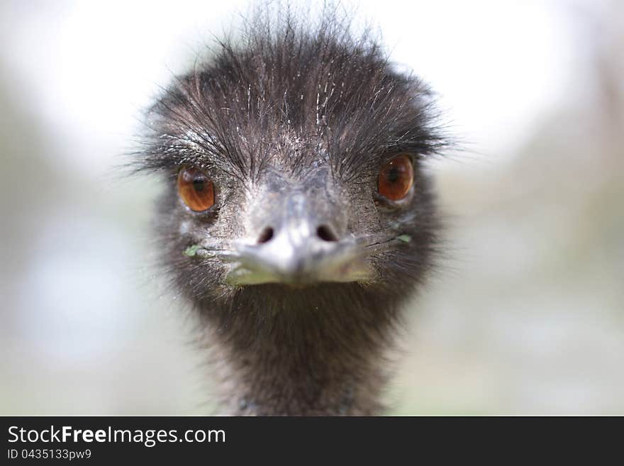 Emu wonders its reflection on the camera lens