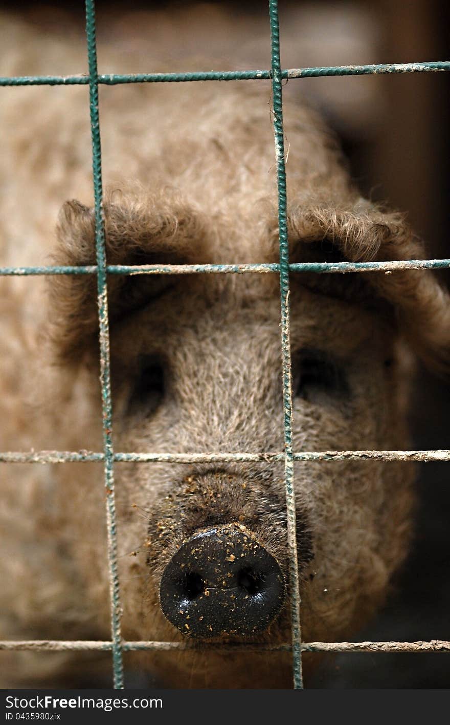 Pig looking through the fence. Pig looking through the fence