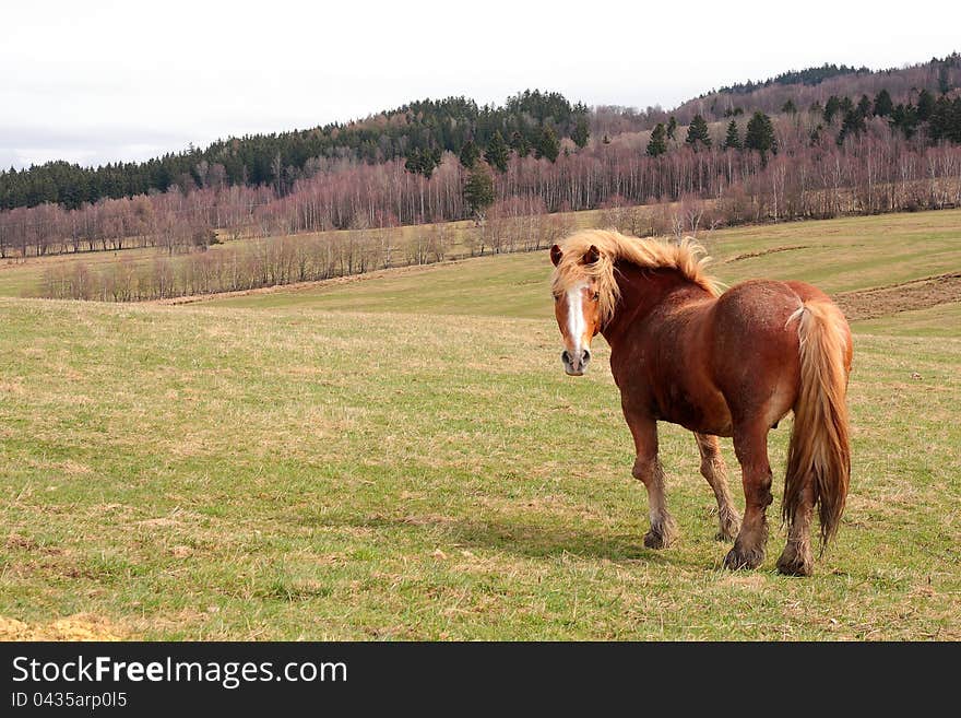 Workhorse standing in a agricultural landscape