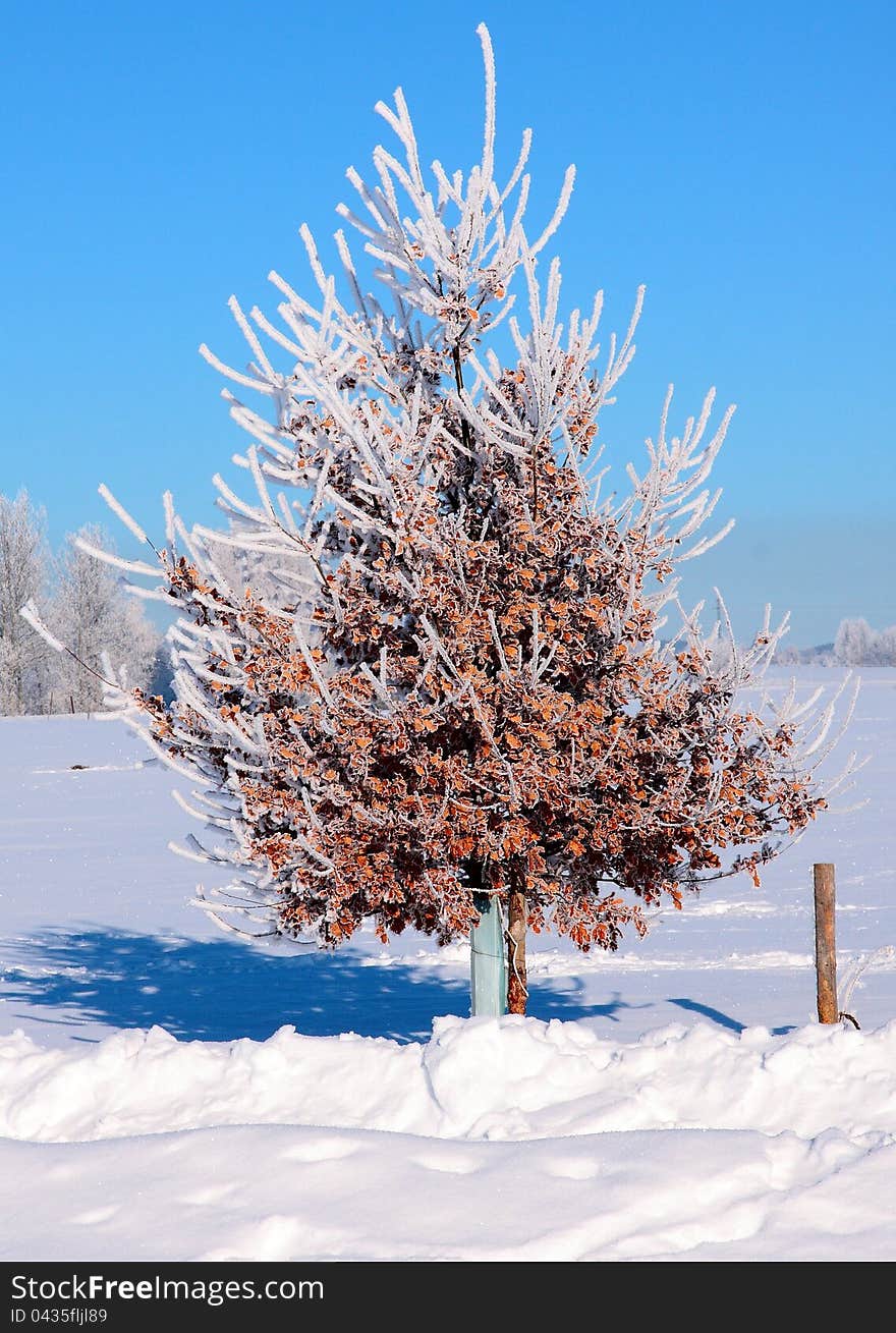 Little oak tree cover with white frost