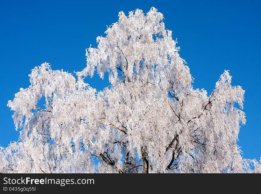 Frozen birch tree