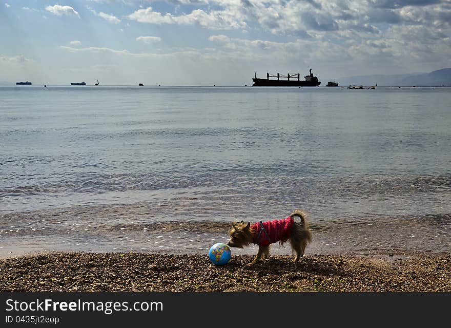 A small color globe of earth on marine beach with a cargo ship on horizon and a little dog close to the globe are symbols of ecological  vulnerability of our planet. The photo may be used as a concept of Nature Conservation. A small color globe of earth on marine beach with a cargo ship on horizon and a little dog close to the globe are symbols of ecological  vulnerability of our planet. The photo may be used as a concept of Nature Conservation