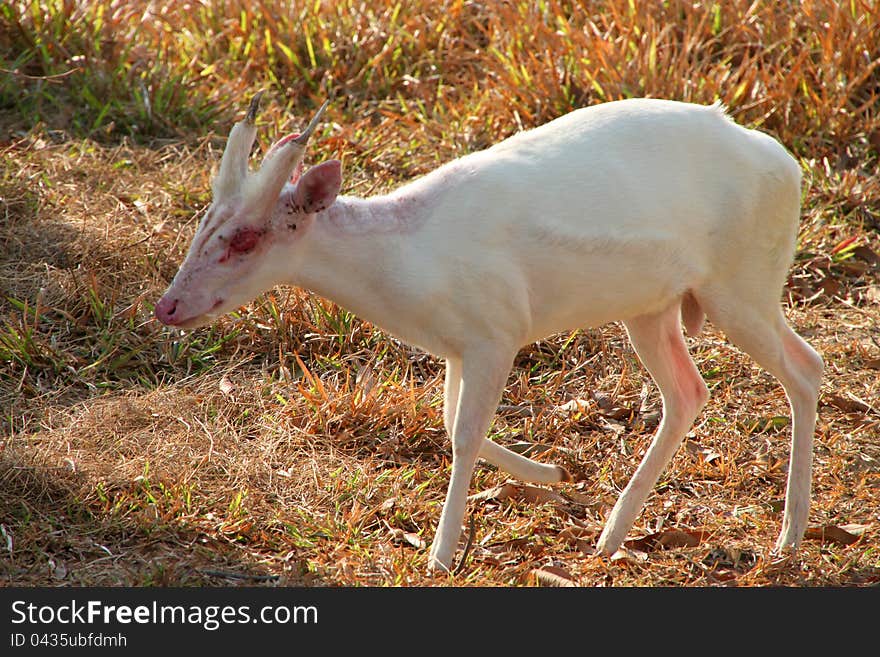 Common Barking Deer Or Common Muntjac