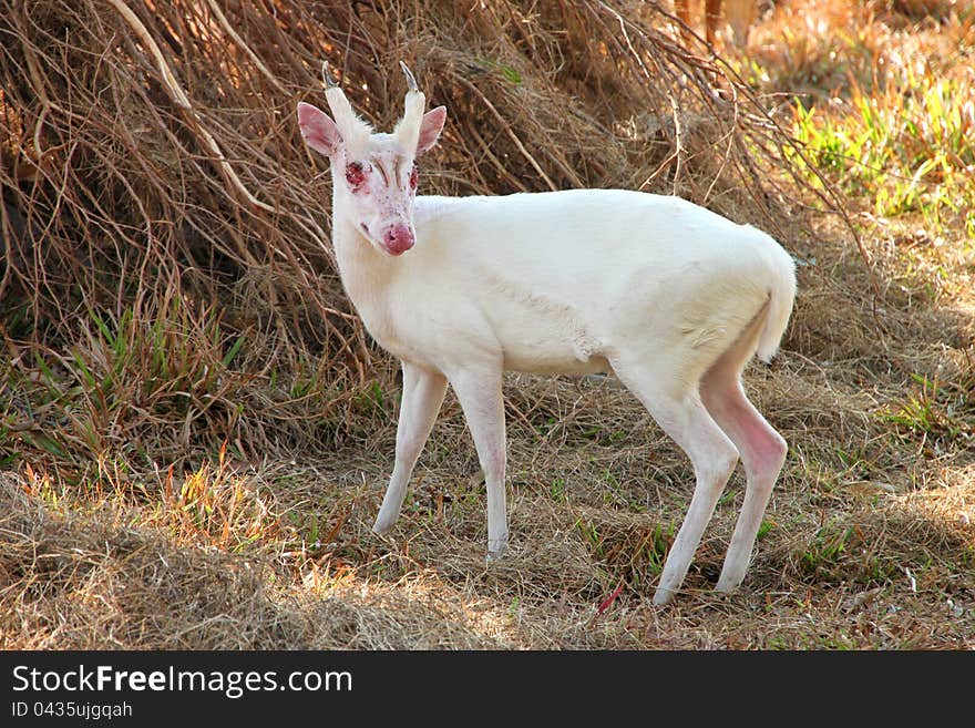 Common Barking Deer or Common Muntjac