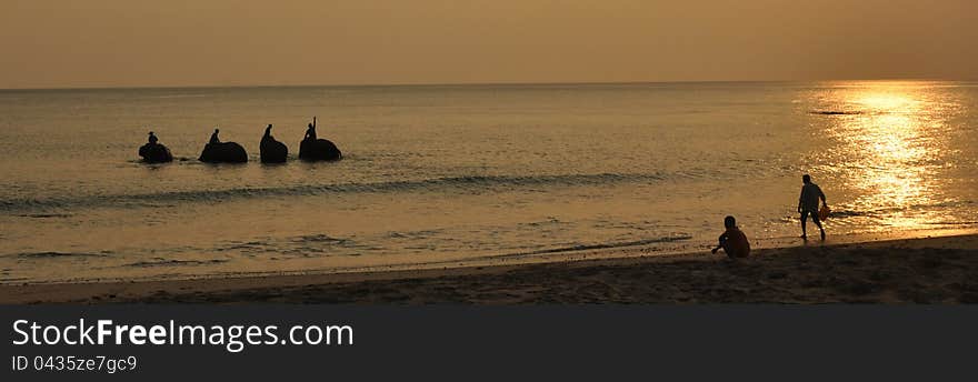 Elephants in the Sea