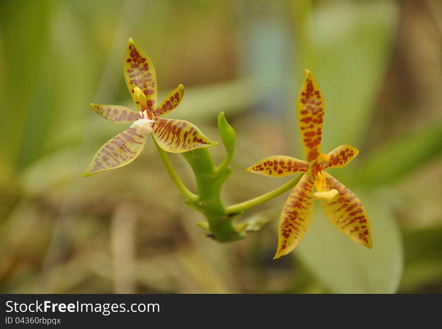 Orchid in botanic garden in Thailand