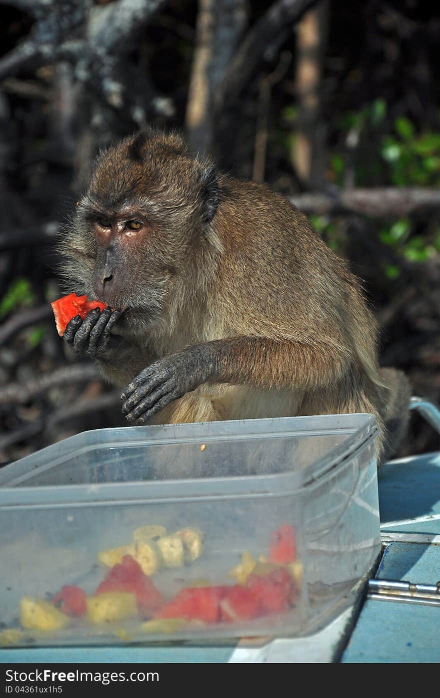 Eating monkey, Thailand