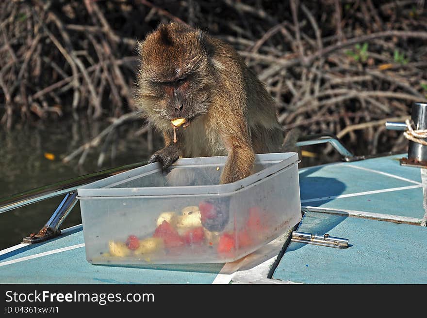 Monkey drooling above the fruit food. Monkey drooling above the fruit food