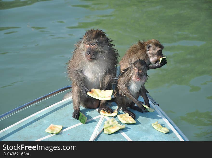 Eating monkeys, Thailand