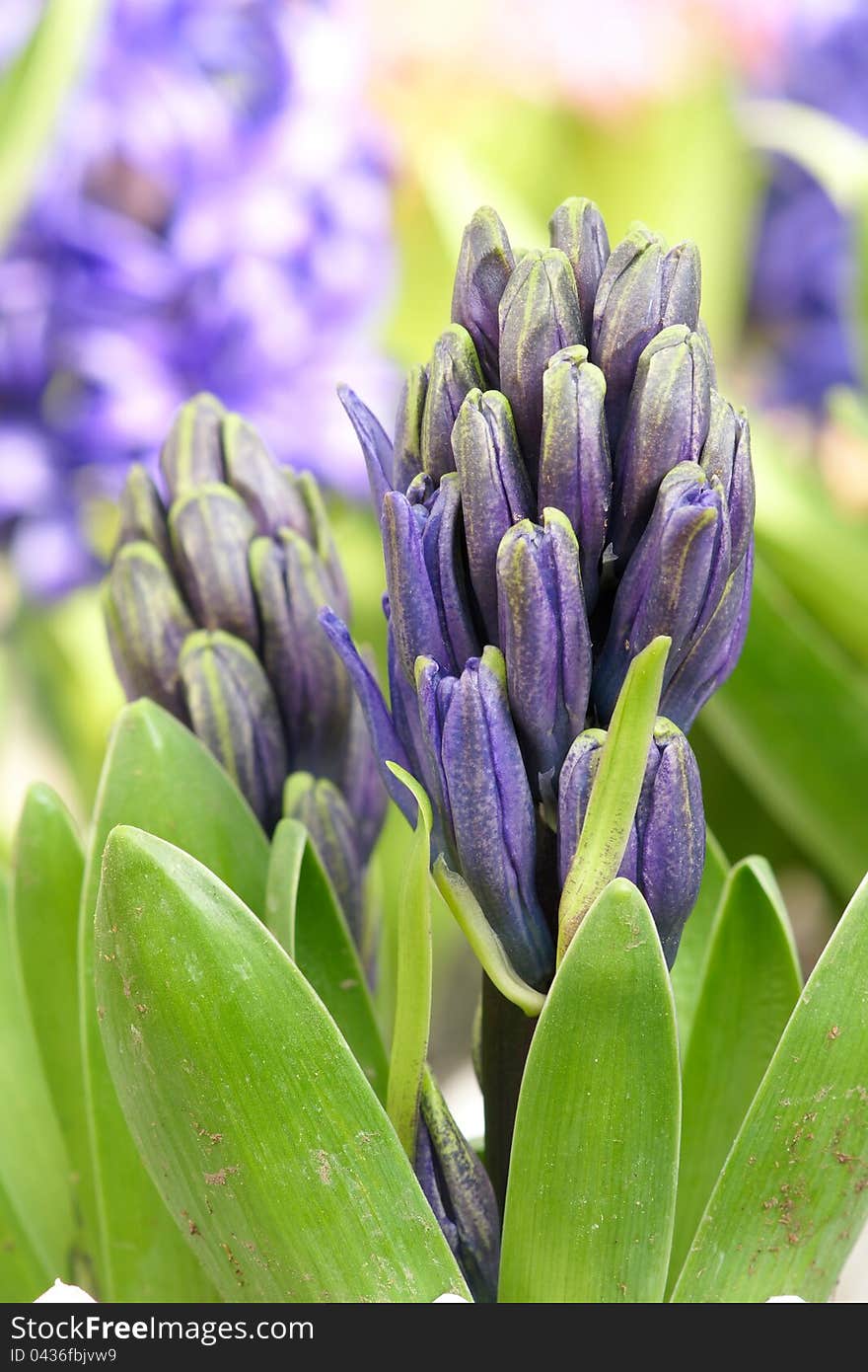 Hyacinth flower buds