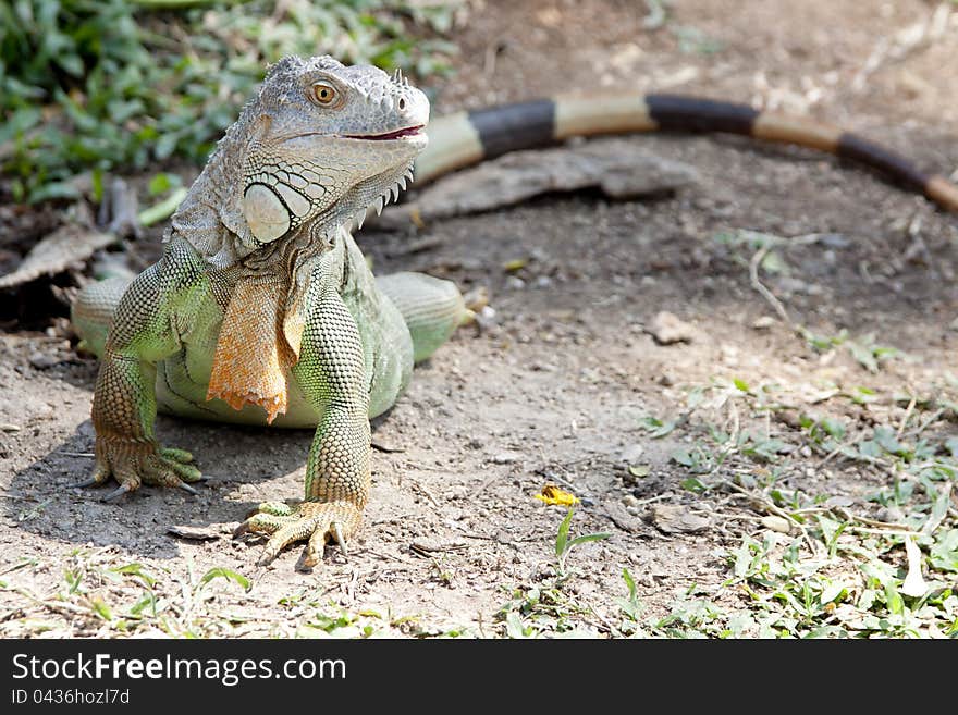 Iguana animal green texture strong