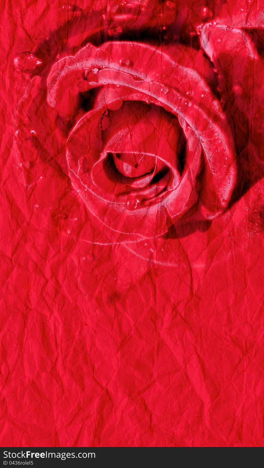 Red Rose On Paper Background