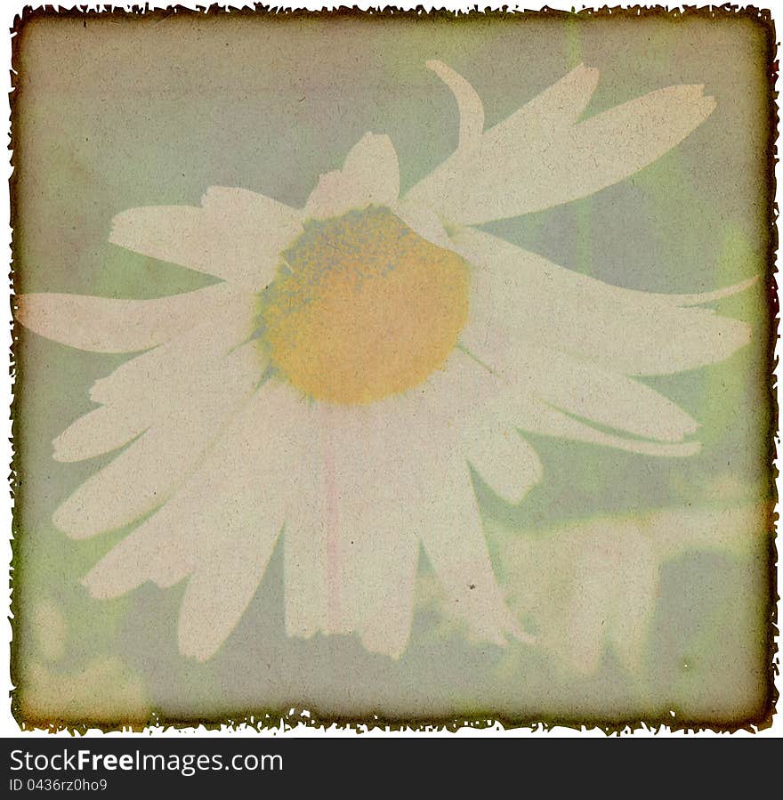 Vintage chamomile flowers background. Texture and color processing.