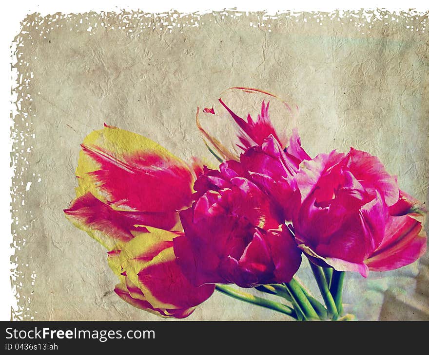 A shot of an image of tulips. Grunge background. A shot of an image of tulips. Grunge background.