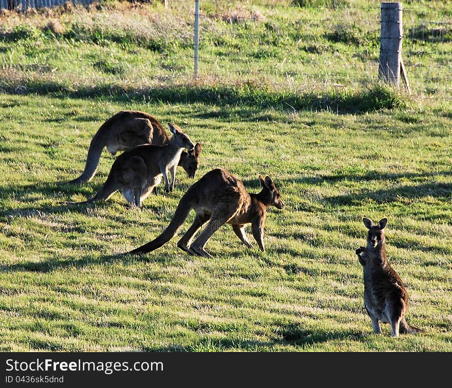 Kangaroos grazing in late afternoon