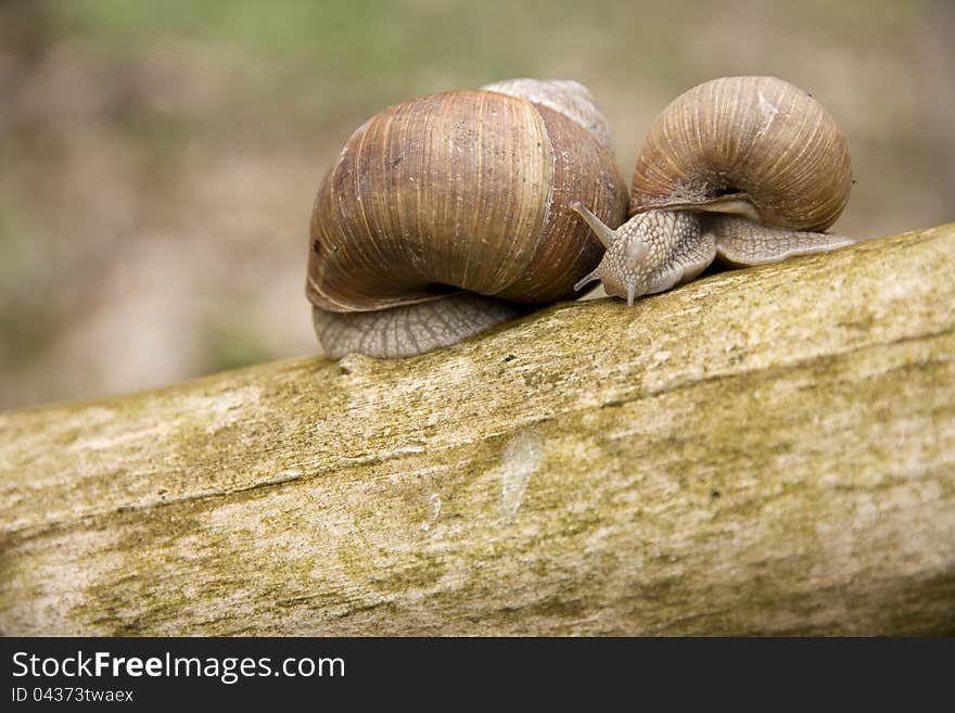 Two brown snail shell on a branch. Two brown snail shell on a branch