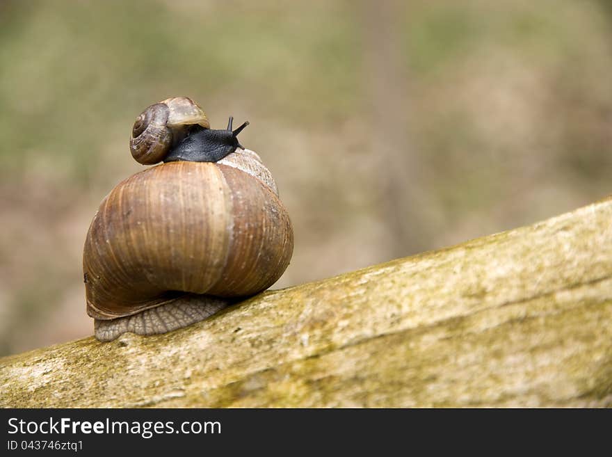 Two shells of snails friendship brown branch. Two shells of snails friendship brown branch