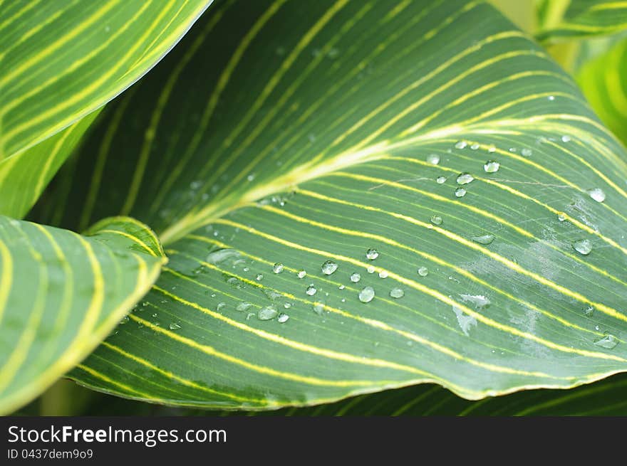 Dew drops on green leaf