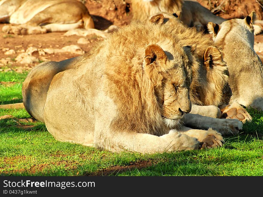 Group of lions resting on the grass