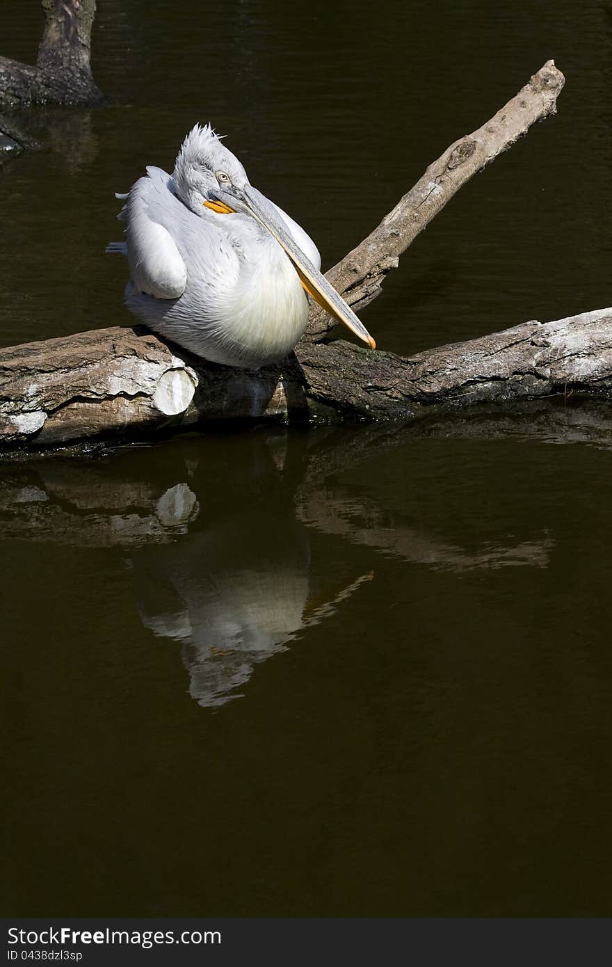 Sitting Pelican , Pelican on wood, white pelican, pelican over the water, resting pelican, pelican reflection