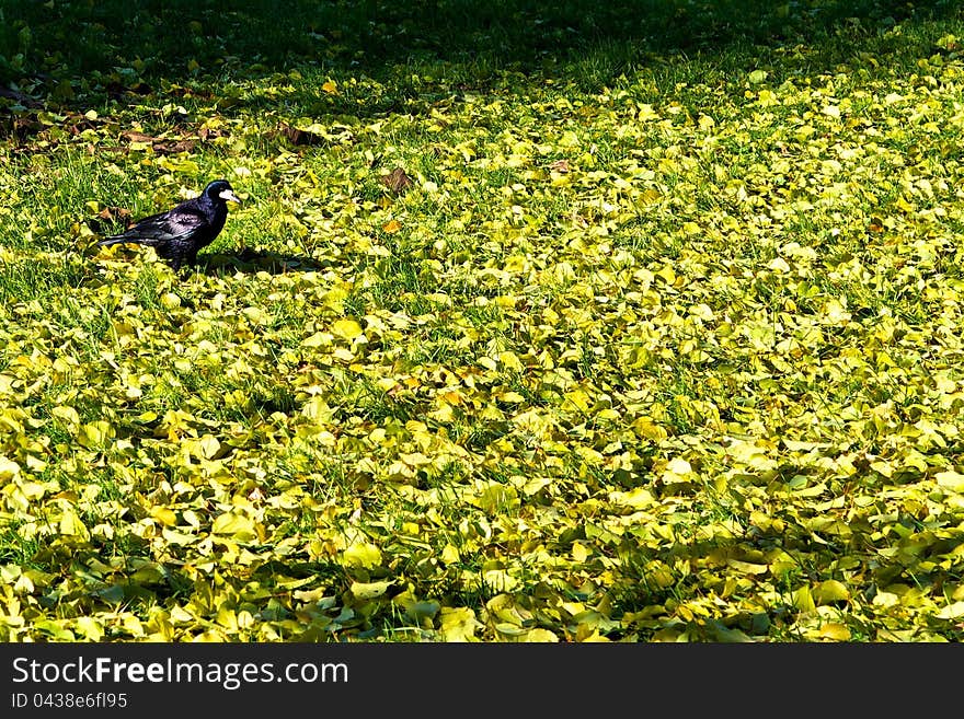 Autumn Meadow.