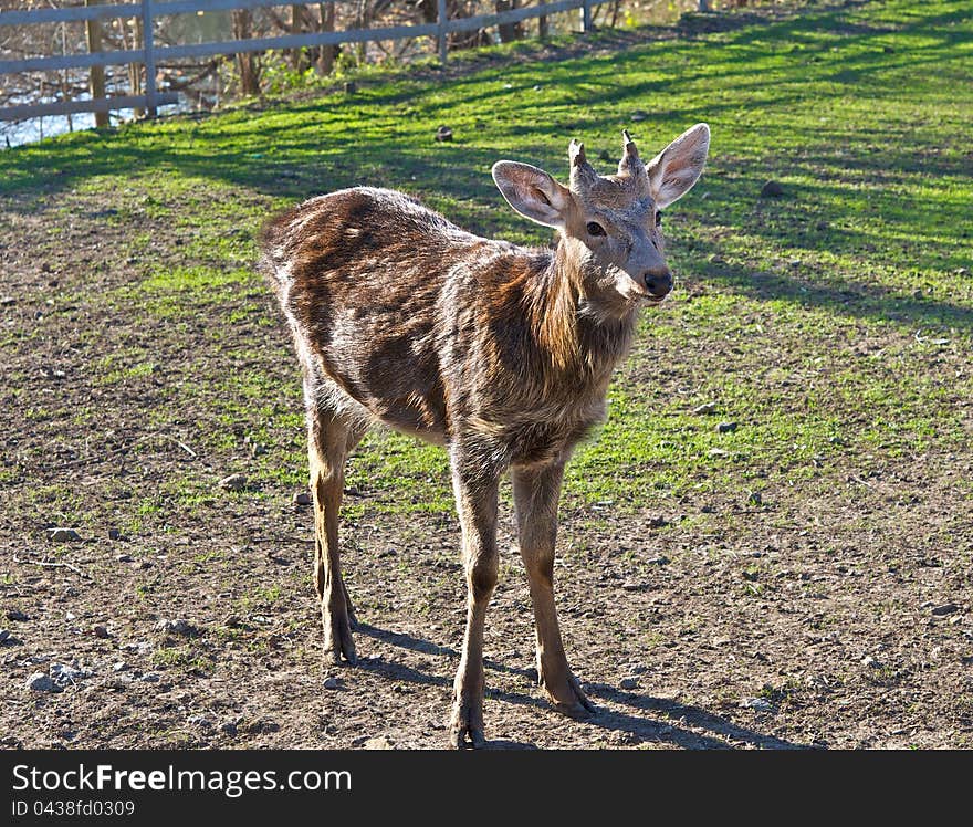 In the fall, the zoo is felt the approach of winter. Deer, like Most of the animals at this time, enjoying the last rays of warm sun and the remains of the autumn greens. In the fall, the zoo is felt the approach of winter. Deer, like Most of the animals at this time, enjoying the last rays of warm sun and the remains of the autumn greens.