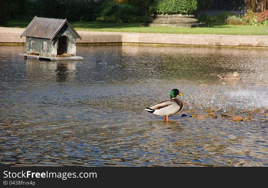 Duck swimming in a spray of a fountain. Duck swimming in a spray of a fountain