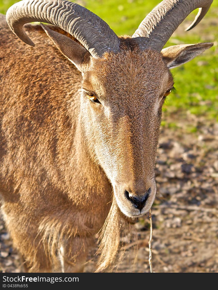 In the fall, the zoo is felt the approach of winter. Mountain goats, as well as Most of the animals at this time, enjoying the last rays of warm sun and the remains of the autumn greens. In the fall, the zoo is felt the approach of winter. Mountain goats, as well as Most of the animals at this time, enjoying the last rays of warm sun and the remains of the autumn greens.