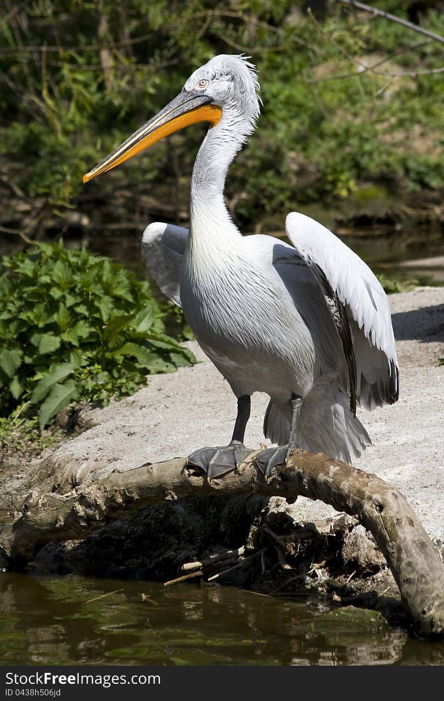 Looking pelican, pelican on the trunk, pelican over the water, orange beak pelican, pelican in the countryside