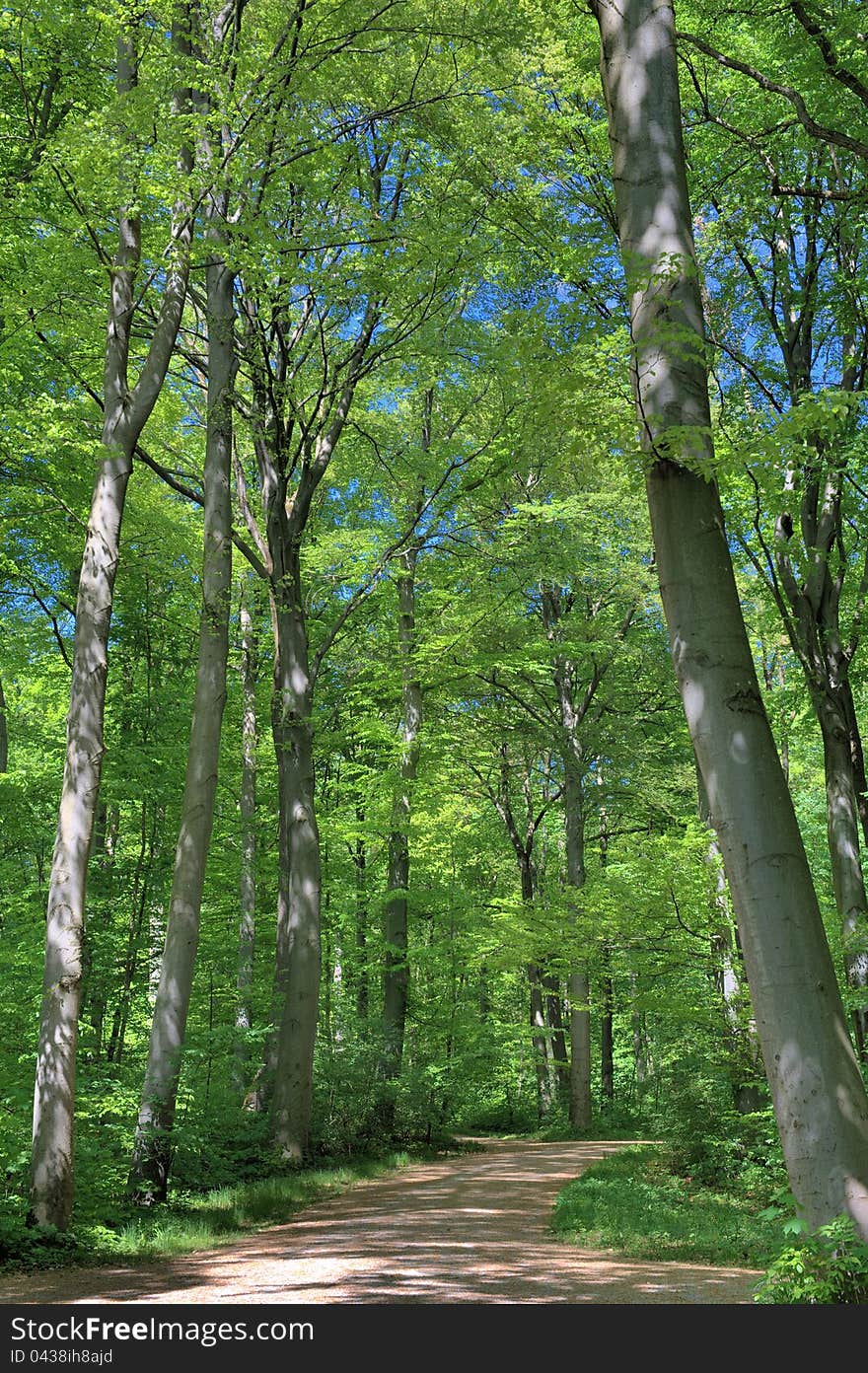 Spring green trees