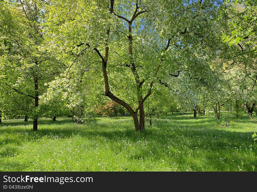 Spring orchard