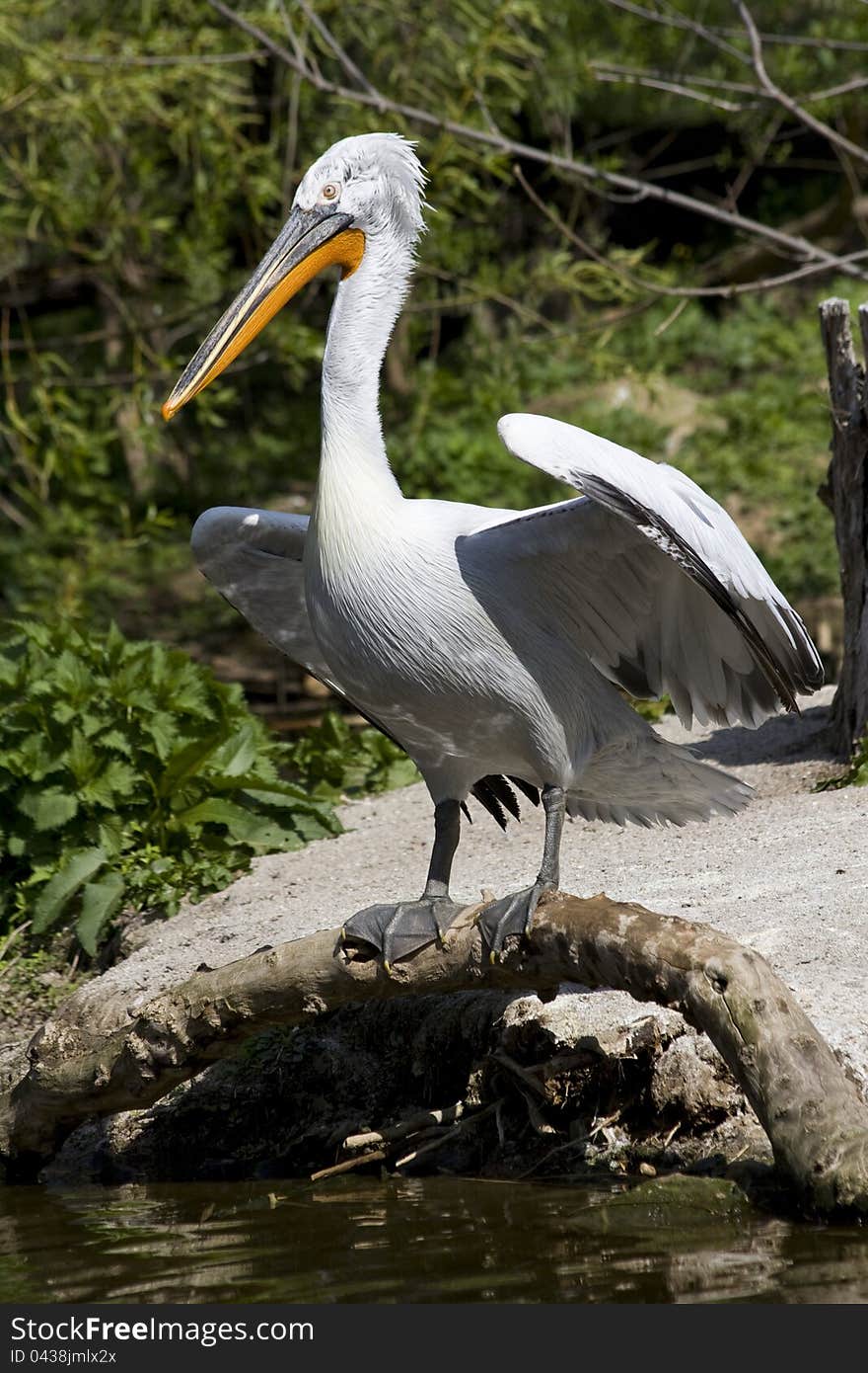 Pelican with outspread wings, a pelican over the water, on wood pelican, pelican wings waving, portrait of a pelican