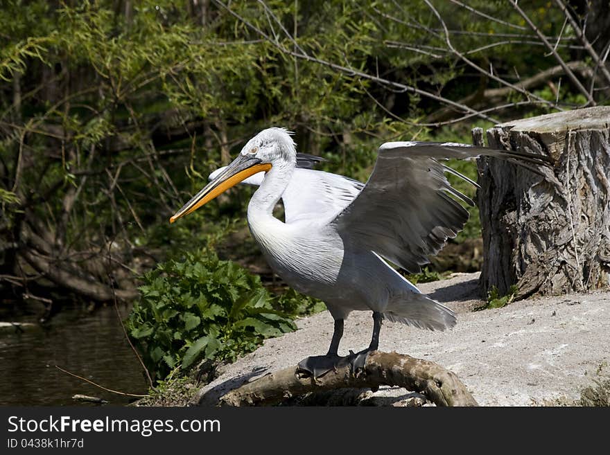 Pelican with outspread wings, a pelican over the water, on wood pelican, pelican wings waving, portrait of a pelican