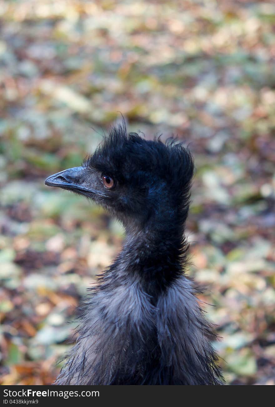 Emu is always very careful. He feels the risk of neck and always on the lookout. Emu is always very careful. He feels the risk of neck and always on the lookout.