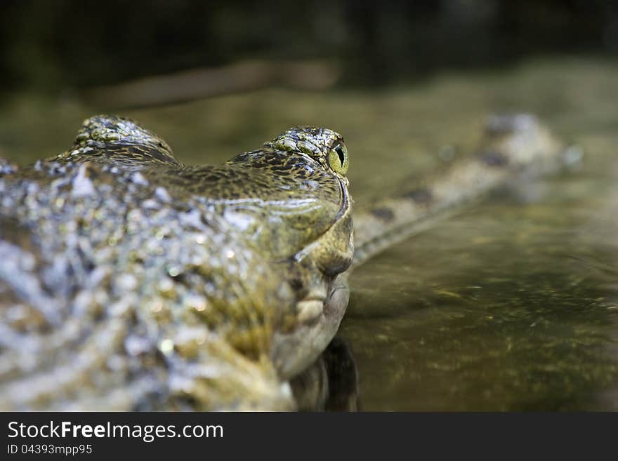 Gavials in water, close the eye gavials, gavials resting, gavials's head above water, focus on eye gavials