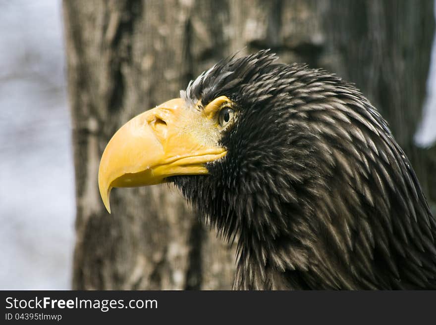 Portrait Of An Eagle