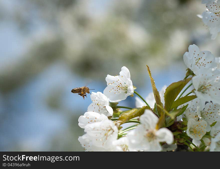 Bees pollinating cherry blossom in spring