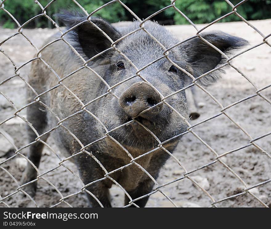 Boar in the enclosure