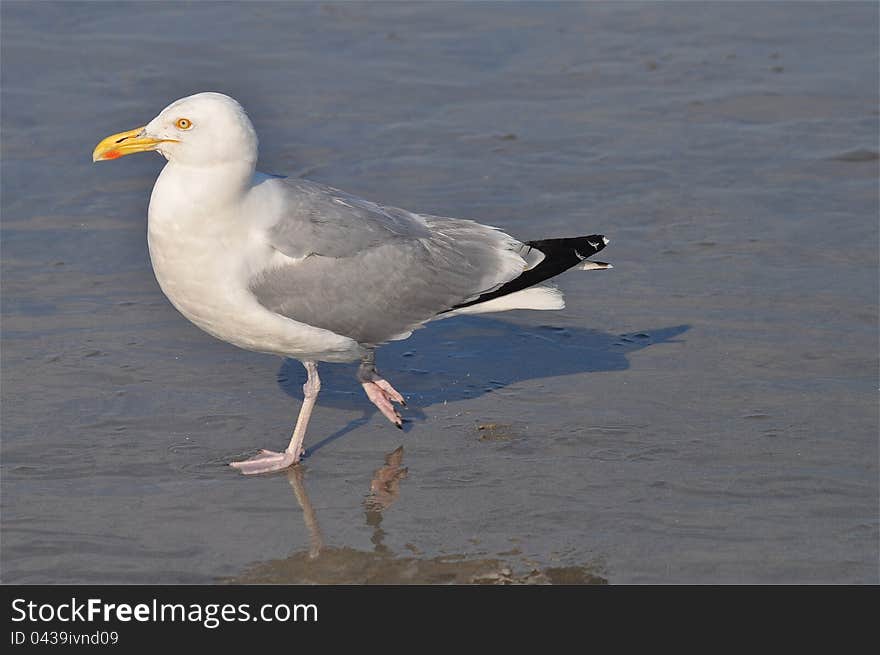 Seagull routine