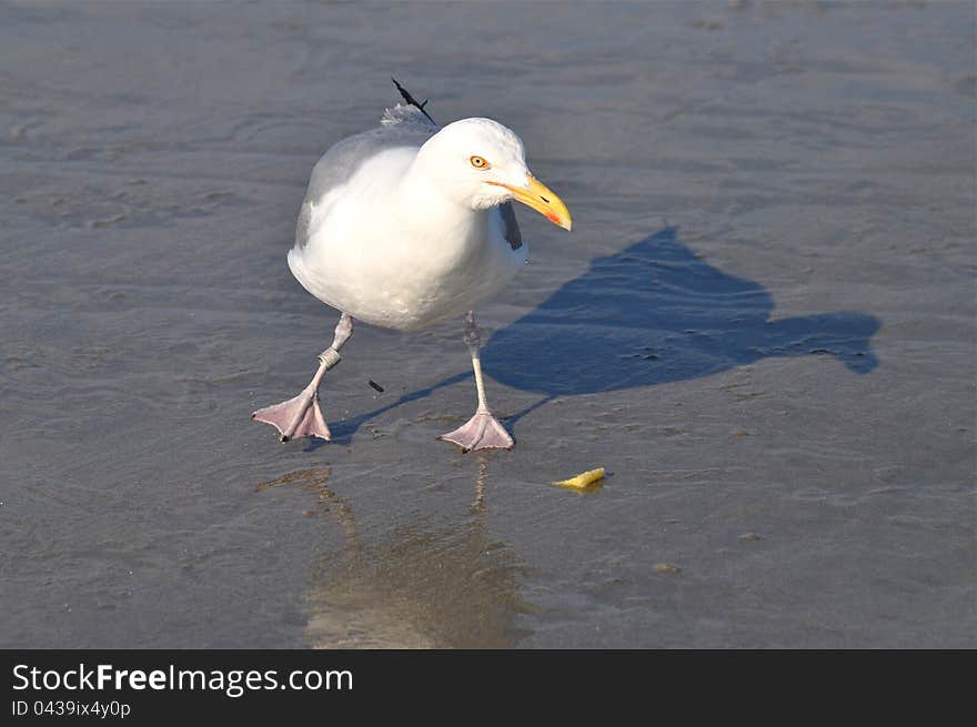 Dancing Seagull