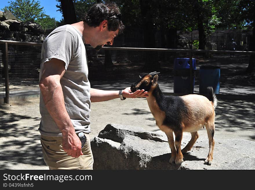 A man is feeding and taking care of a goat in a zoo park. A man is feeding and taking care of a goat in a zoo park.