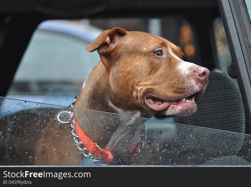 A dog is waiting for his owner inside a car. A dog is waiting for his owner inside a car.