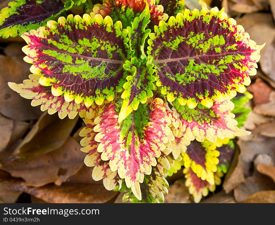 Patterns on the Leaves of a herb. This is strange. Patterns on the Leaves of a herb. This is strange.