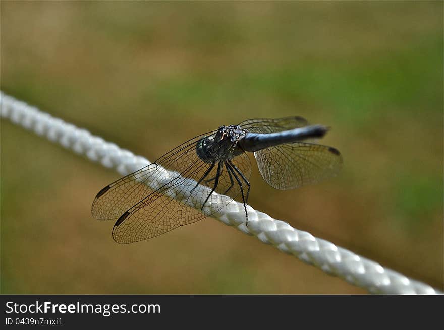 Dragonfly on balance